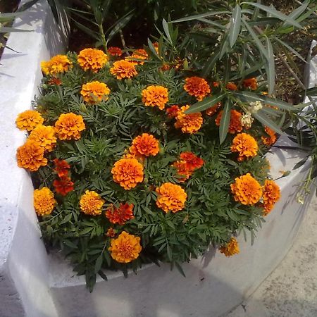 Agios Ioannis Pelion Orama公寓 外观 照片