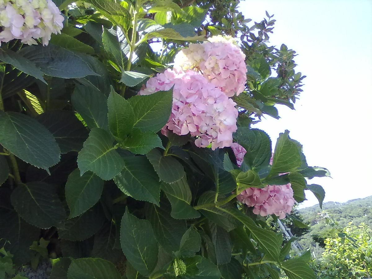 Agios Ioannis Pelion Orama公寓 外观 照片